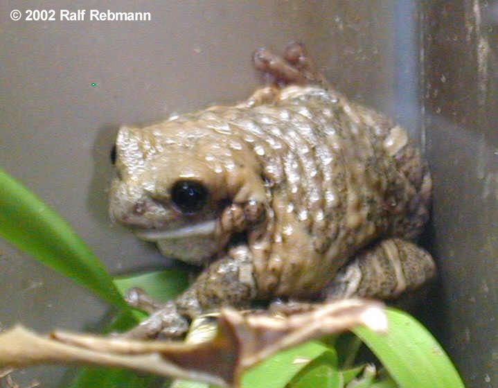 Phrynohyas venulosa Bild01